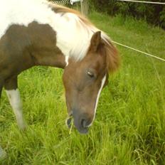 Anden særlig race Nordens Tequila Sunraise
