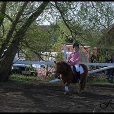 Shetlænder Anelunds Cirkeline. (;