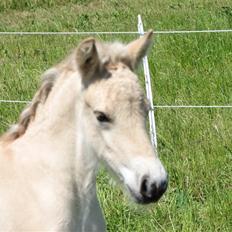 Fjordhest Brødsgaards Leander 
