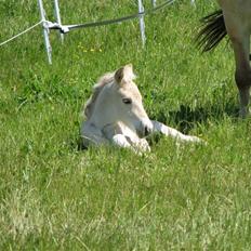 Fjordhest Brødsgaards Leander 