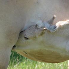 Fjordhest Brødsgaards Leander 