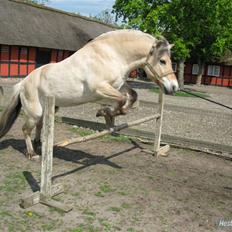 Fjordhest Lukas<3 (L'
