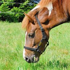 Anden særlig race Nordens Tequila Sunraise