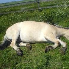 Fjordhest Lukas<3 (L'