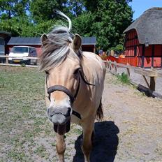 Fjordhest Lukas<3 (L'