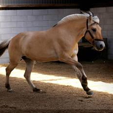 Fjordhest Sirocco