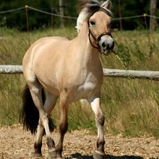 Fjordhest Sirocco