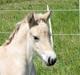 Fjordhest Brødsgaards Leander 