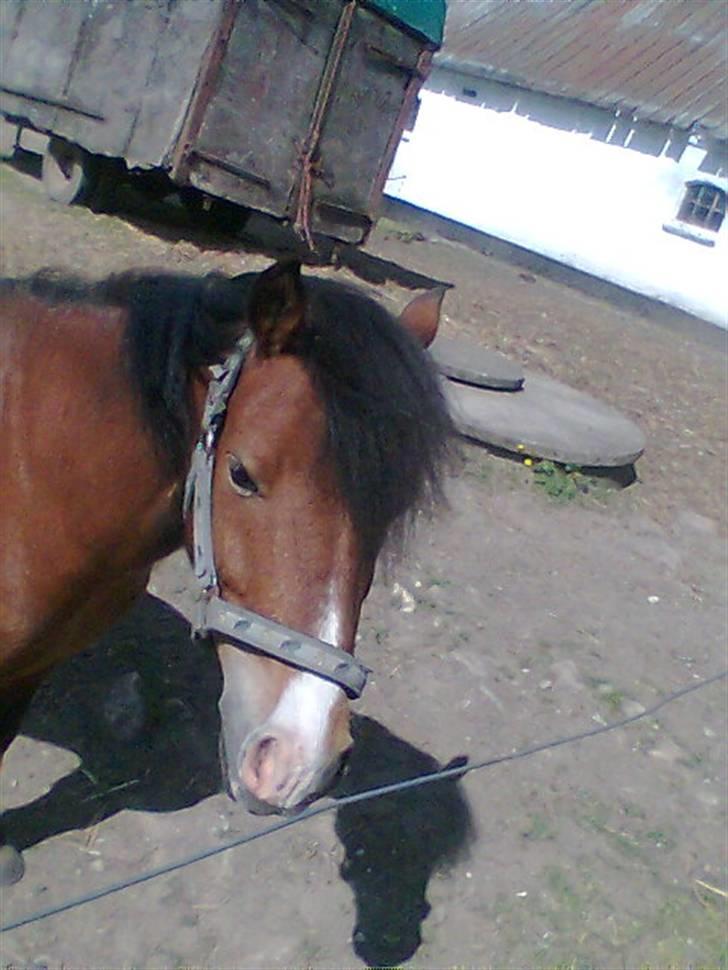 Anden særlig race Julianebjergs Fadango billede 18