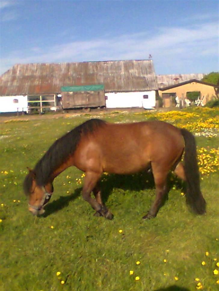 Anden særlig race Julianebjergs Fadango billede 19