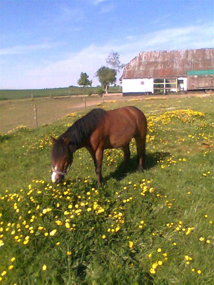 Anden særlig race Julianebjergs Fadango billede 20