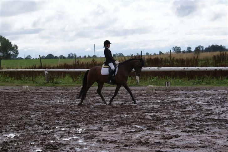 Tysk Sportspony Nephew - Velkommen til Blæffes profil:) billede 1