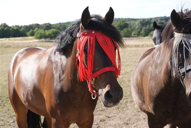 Tysk Sportspony Nephew - Smukke Nephew <3 billede 2