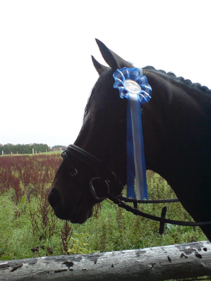 Tysk Sportspony Nephew - 2. plads i LC3 :D billede 3