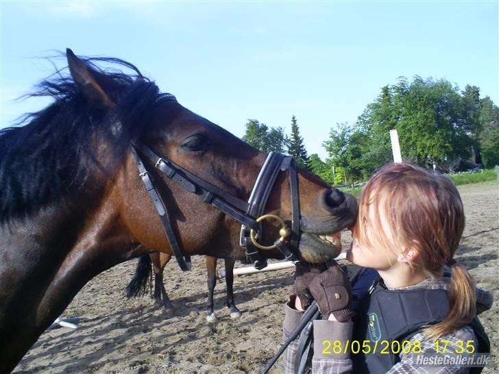 Tysk Sportspony Nephew - Årh, jeg elsker at kysse Nephew<3 billede 4