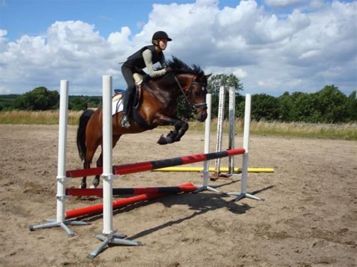 Tysk Sportspony Nephew - Dejligt spring, ca. 85-90 cm. billede 5