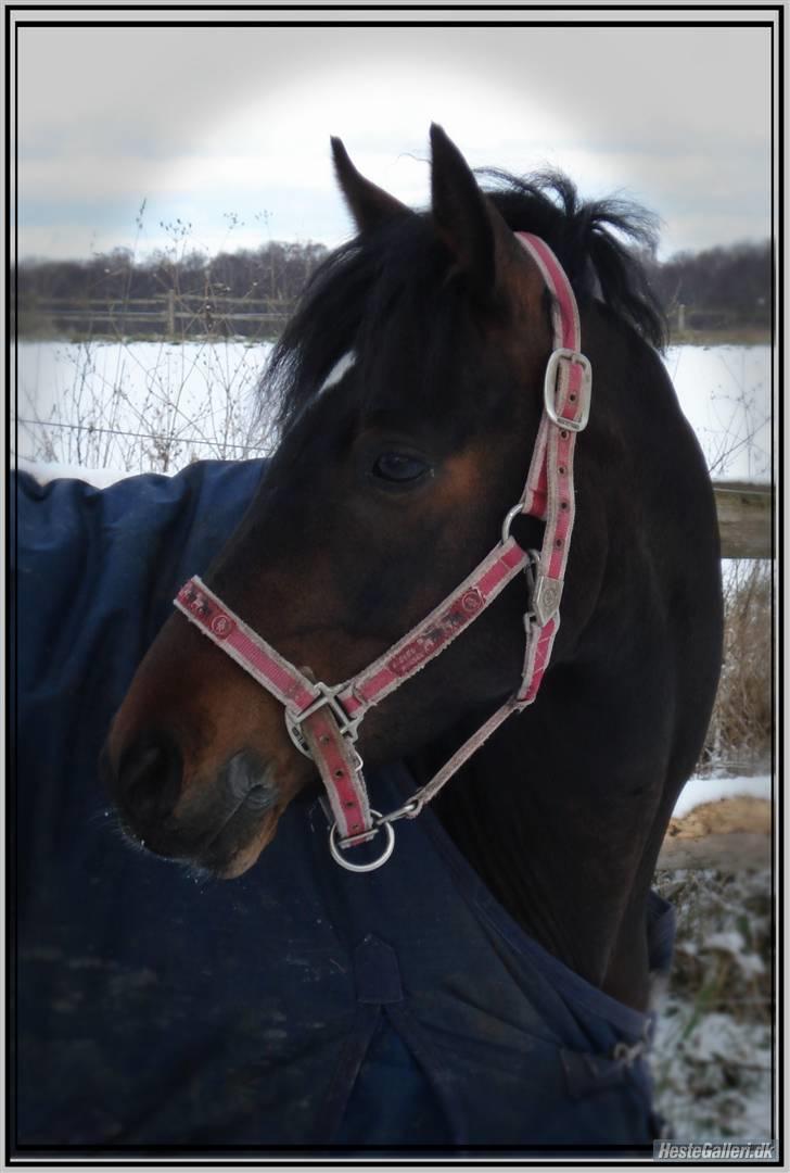 Tysk Sportspony Nephew - Hans smukke hoved:) billede 6