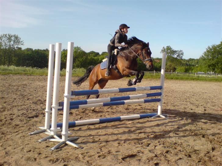 Tysk Sportspony Nephew - Her springer vi 1 meter, for første gang.. Han tøvede slet ikke på det:) billede 7