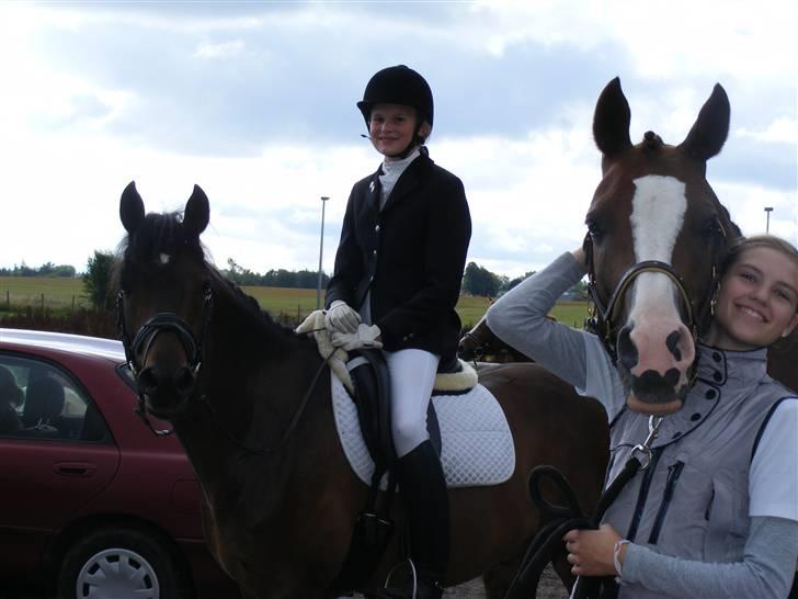 Tysk Sportspony Nephew - Søde ponyer til stævne ! billede 8