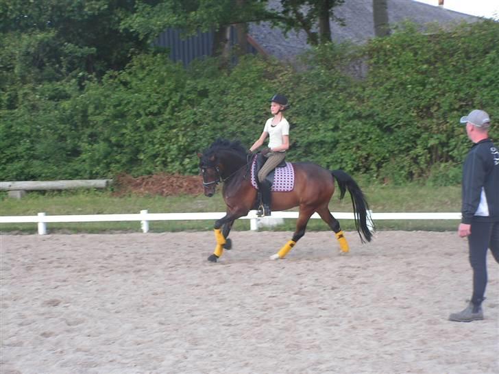 Tysk Sportspony Nephew - I galop til undervisning hos Morten.. billede 9