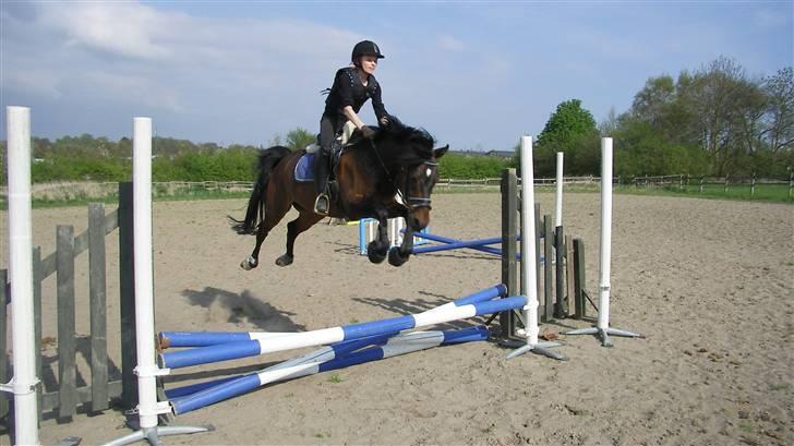 Tysk Sportspony Nephew - Se, en flyvehest! billede 10