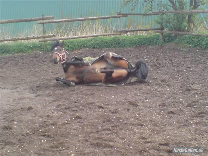 Tysk Sportspony Nephew - Rullepølsen på fold:P billede 11