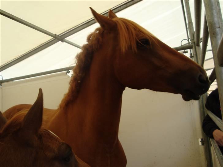 Anden særlig race Freja<33 - Freja står lige og undrer sig over hvad hun da laver her :)    (følskuet) billede 14