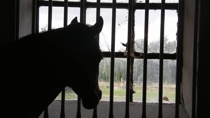 Tysk Sportspony Nephew - Nephew tjekker ud hvad der sker uden for hans vindue :) billede 13