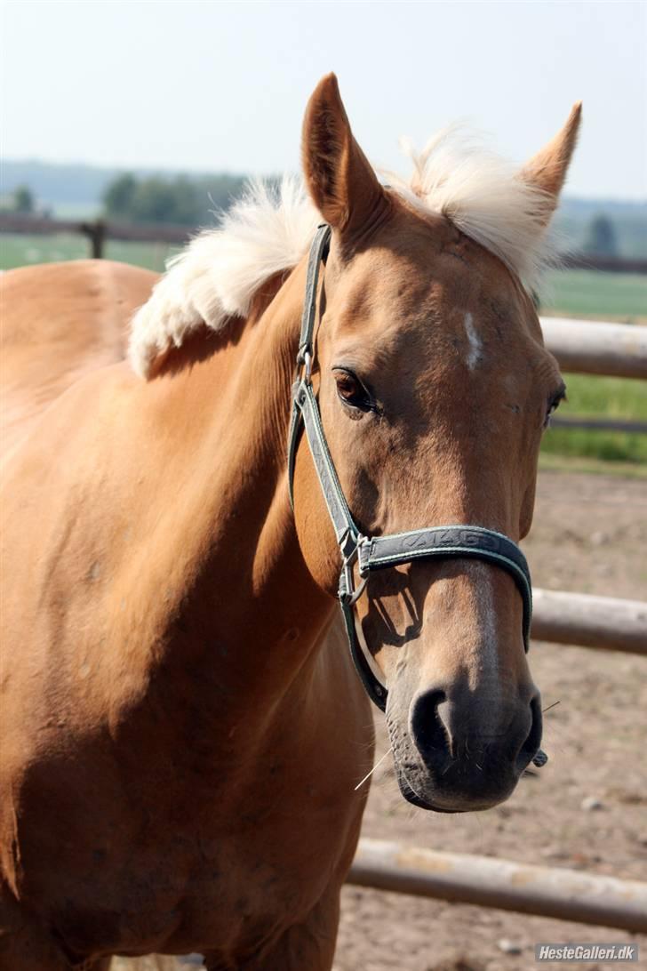 Anden særlig race Cabosa<3 Solgt <3 :) - Skønheden Cabosa <3 billede 1