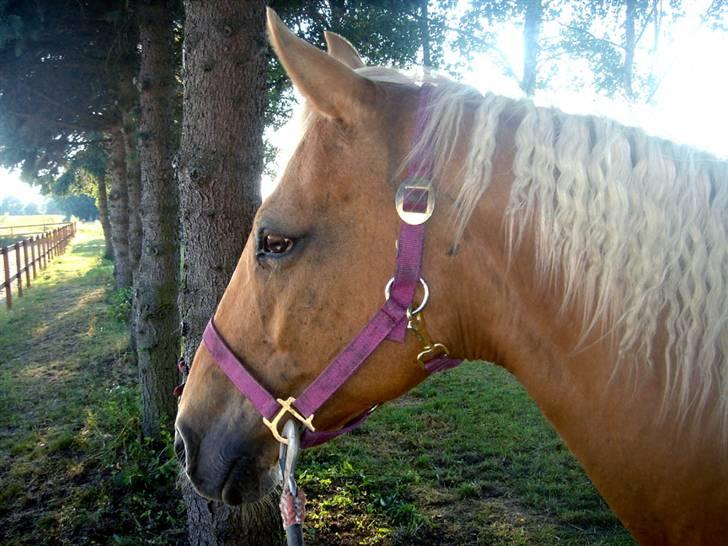 Anden særlig race Cabosa<3 Solgt <3 :) - Sikke en fin man hva´? :b billede 2