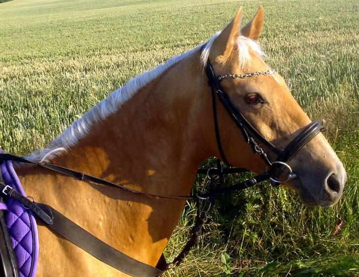 Anden særlig race Cabosa<3 Solgt <3 :) - Uf´ Det da vidst nok Taz der legede fotograf for mange år siden (: <3 billede 3