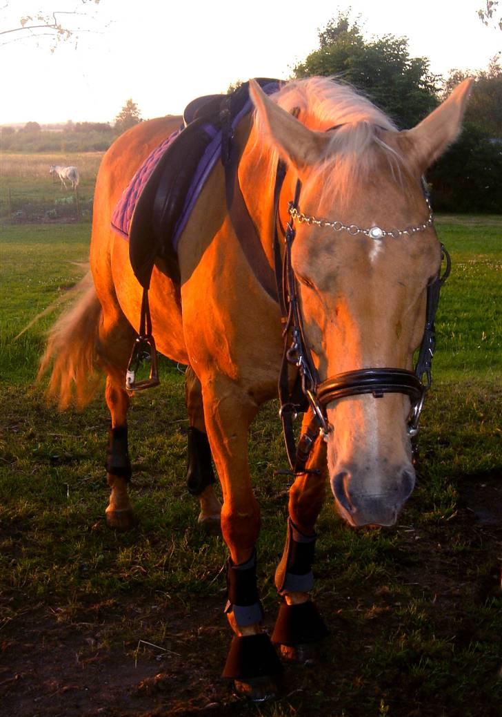 Anden særlig race Cabosa<3 Solgt <3 :) - årh, Den lille Pruhest er træt efter hård træning billede 4