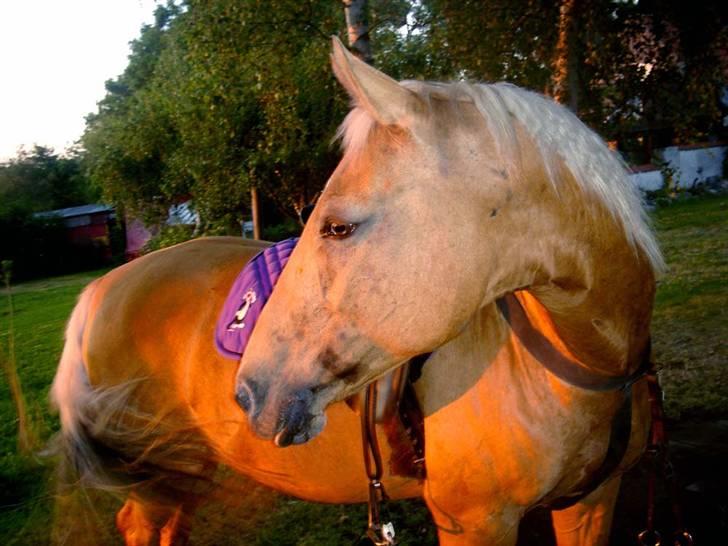 Anden særlig race Cabosa<3 Solgt <3 :) - LÆKKER! billede 5