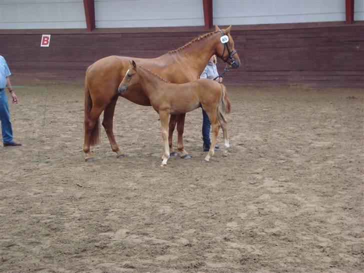 Anden særlig race Freja<33 - følskuet, afholdt på StaldArthur :D   Fed dag ..  billede 16