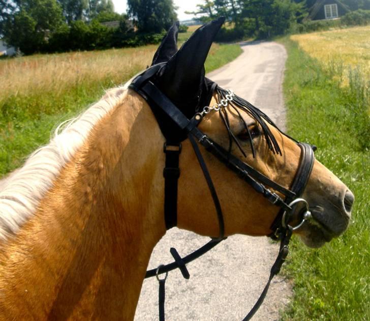 Anden særlig race Cabosa<3 Solgt <3 :) - Uff :b  billede 6