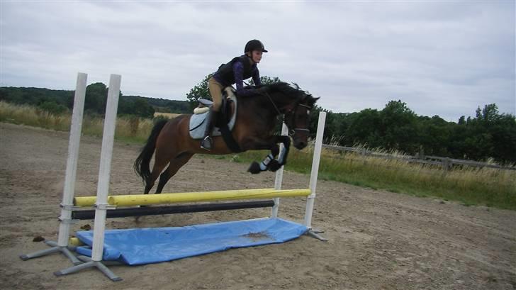 Tysk Sportspony Nephew - Nephew springer vandgrav, dog uden vand :) billede 14