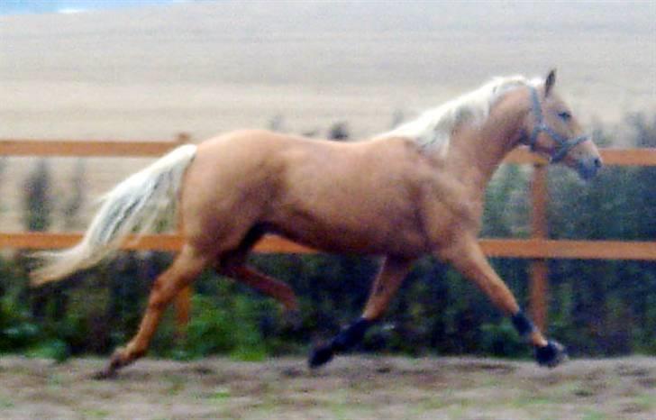 Anden særlig race Cabosa<3 Solgt <3 :) - Undskylder Kvaliteten!  billede 7