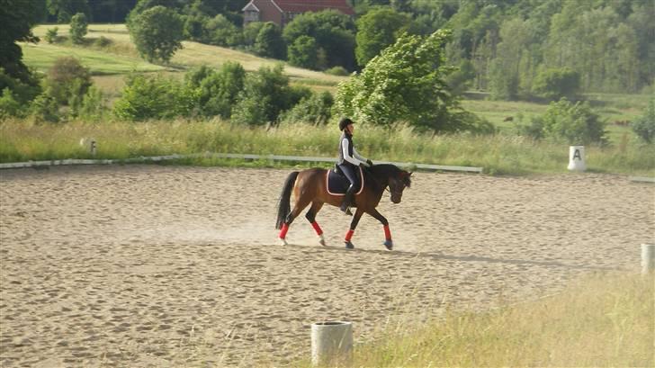 Tysk Sportspony Nephew - Til undervisning hos Mette, han gik rigtig godt til slut! billede 15