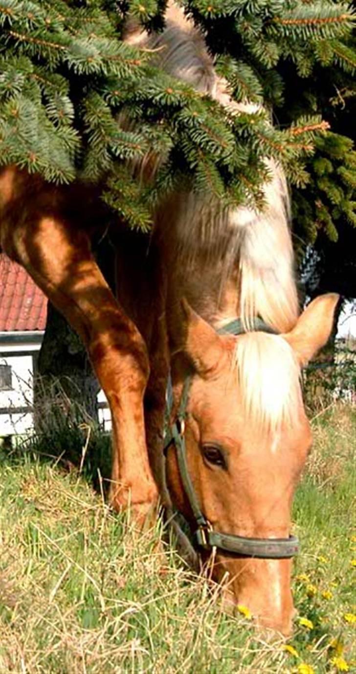 Anden særlig race Cabosa<3 Solgt <3 :) - Gemmeleg :I billede 8