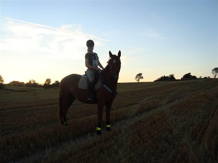 Anden særlig race Freja<33 - Lige et billede mere fra stubmarken :]   Uhh,det så hyggeligt når vinden rygger i håret :] billede 18