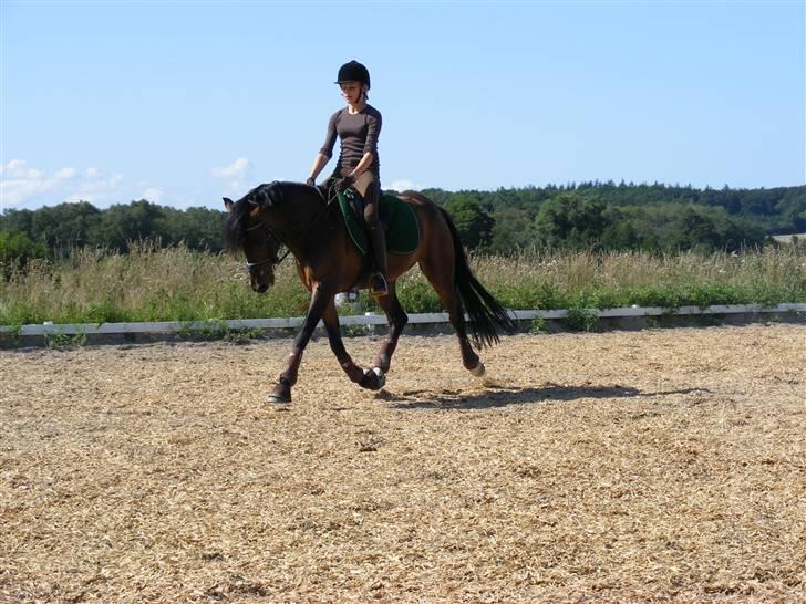 Tysk Sportspony Nephew - Han "flyver" xD billede 16