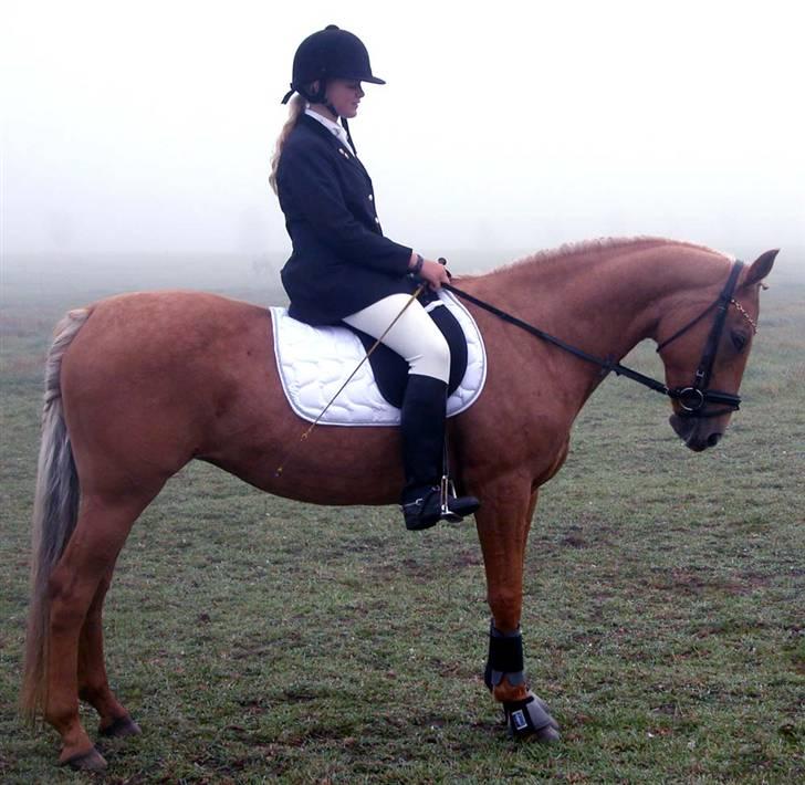 Anden særlig race Cabosa<3 Solgt <3 :) - Vores stævne, Hvor vi fine. Sry min opstilling (: billede 11