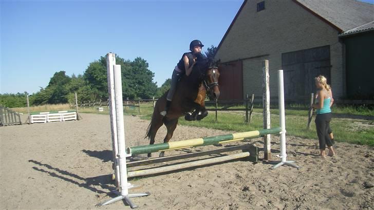 Tysk Sportspony Nephew - Vi springer ca. 80 cm. uden sadel :D billede 17