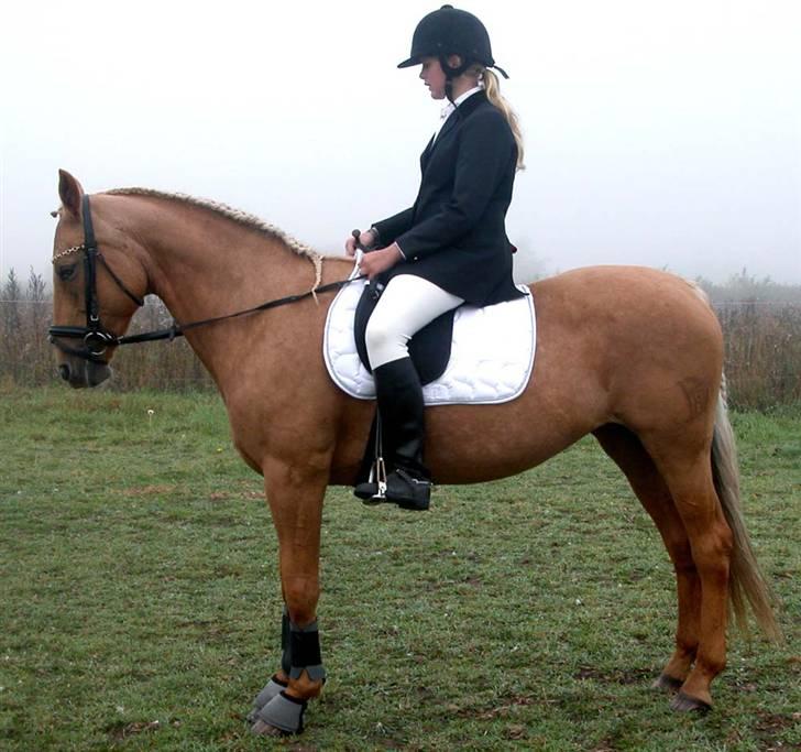 Anden særlig race Cabosa<3 Solgt <3 :) - Vores stævne, Hvor vi fine. Sry min opstilling (: billede 12