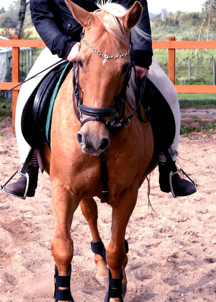 Anden særlig race Cabosa<3 Solgt <3 :) - Koncentration!  billede 13