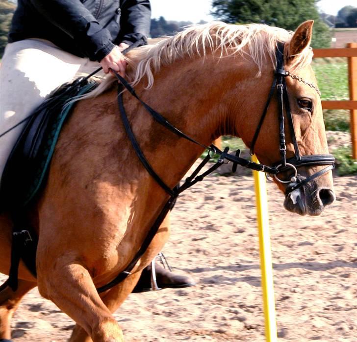 Anden særlig race Cabosa<3 Solgt <3 :) - Uf, hvor det næste spring? :O billede 14