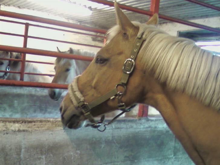 Anden særlig race Cabosa<3 Solgt <3 :) - Cabosa, undskyld fritsen Ponnylonnie, det på Bindernæs efterskole 06/07 .  billede 15