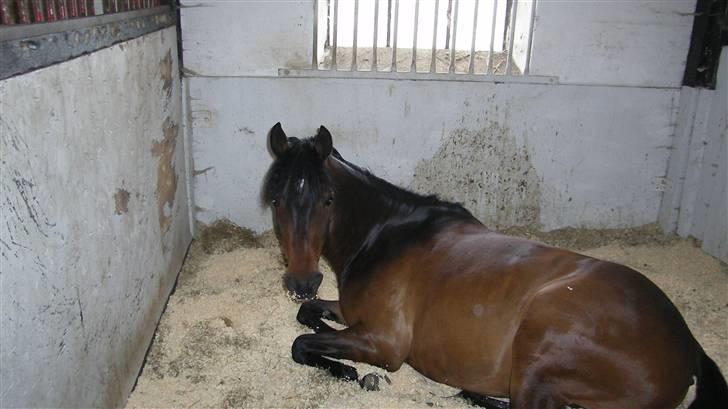 Tysk Sportspony Nephew - En lur gør godt i ny og næ:D billede 18