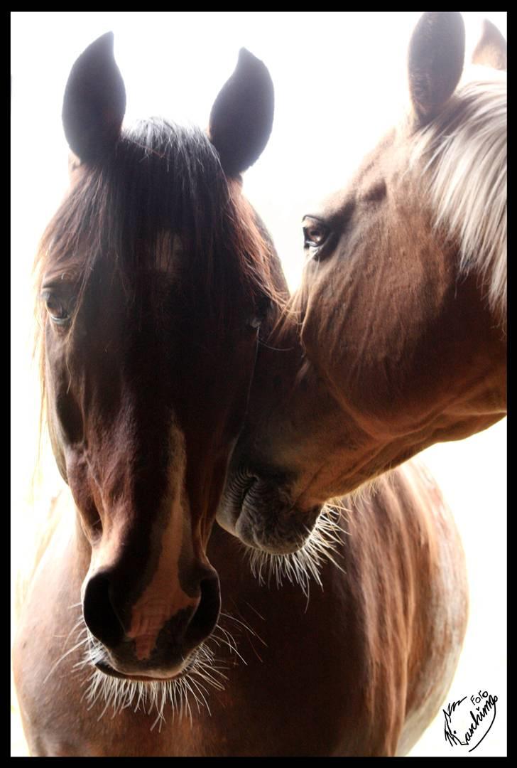 Anden særlig race Cabosa<3 Solgt <3 :) - Silas og Cabosa på Aastrup. (: billede 16