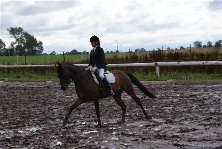 Tysk Sportspony Nephew - Stævne i Kildebrønde. billede 19